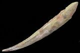 Hybodus Shark Dorsal Spine - Cretaceous #73125-2